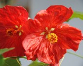 abutilon bella red 1